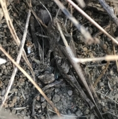 Heteropternis obscurella at Weston, ACT - 10 Apr 2021