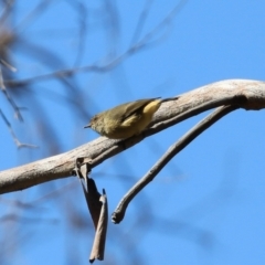 Acanthiza reguloides (Buff-rumped Thornbill) at Rendezvous Creek, ACT - 27 Apr 2021 by RodDeb
