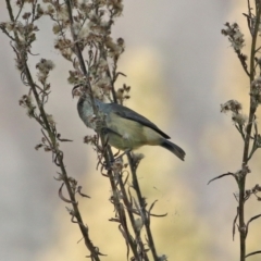 Acanthiza reguloides at Rendezvous Creek, ACT - 27 Apr 2021