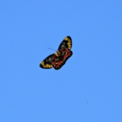 Delias harpalyce (Imperial Jezebel) at Tennent, ACT - 27 Apr 2021 by RodDeb