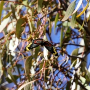 Delias harpalyce at Tennent, ACT - 27 Apr 2021 11:11 AM