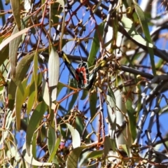 Delias harpalyce at Tennent, ACT - 27 Apr 2021 11:11 AM