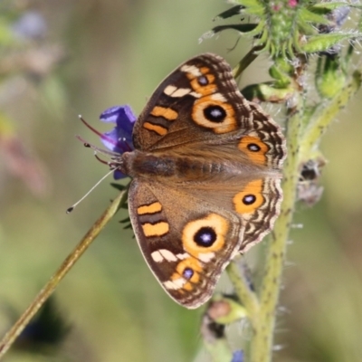 Junonia villida (Meadow Argus) at Rendezvous Creek, ACT - 27 Apr 2021 by RodDeb