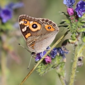 Junonia villida at Rendezvous Creek, ACT - 27 Apr 2021