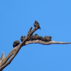 Artamus cyanopterus cyanopterus (Dusky Woodswallow) at Tennent, ACT - 27 Apr 2021 by RodDeb