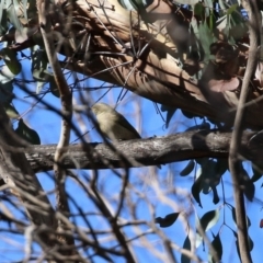 Ptilotula fusca (Fuscous Honeyeater) at Namadgi National Park - 27 Apr 2021 by RodDeb