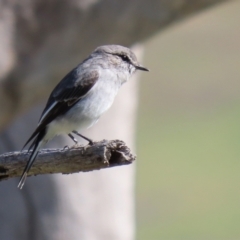 Melanodryas cucullata cucullata (Hooded Robin) at Tennent, ACT - 27 Apr 2021 by RodDeb