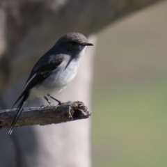 Melanodryas cucullata at Tennent, ACT - 27 Apr 2021