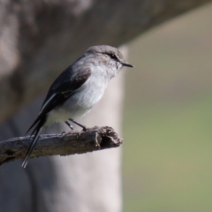 Melanodryas cucullata at Tennent, ACT - 27 Apr 2021