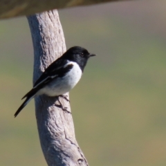 Melanodryas cucullata (Hooded Robin) at Tennent, ACT - 27 Apr 2021 by RodDeb