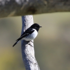 Melanodryas cucullata cucullata at Tennent, ACT - 27 Apr 2021