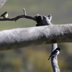 Melanodryas cucullata cucullata at Tennent, ACT - suppressed