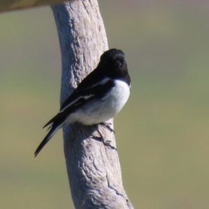 Melanodryas cucullata cucullata at Tennent, ACT - 27 Apr 2021