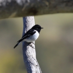 Melanodryas cucullata cucullata at Tennent, ACT - suppressed