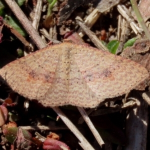 Epicyme rubropunctaria at Rendezvous Creek, ACT - 27 Apr 2021