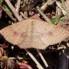 Epicyme rubropunctaria at Rendezvous Creek, ACT - 27 Apr 2021 12:40 PM