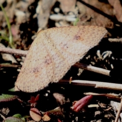 Epicyme rubropunctaria at Rendezvous Creek, ACT - 27 Apr 2021