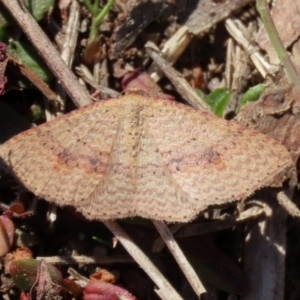 Epicyme rubropunctaria at Rendezvous Creek, ACT - 27 Apr 2021 12:40 PM