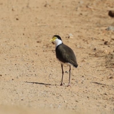 Vanellus miles (Masked Lapwing) at Namadgi National Park - 27 Apr 2021 by RodDeb