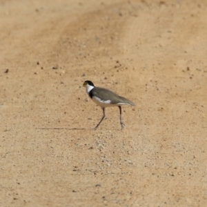 Vanellus miles at Rendezvous Creek, ACT - 27 Apr 2021