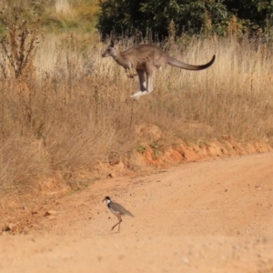 Vanellus miles at Rendezvous Creek, ACT - 27 Apr 2021