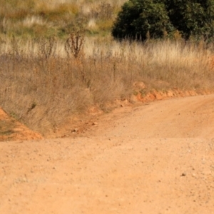 Vanellus miles at Rendezvous Creek, ACT - 27 Apr 2021