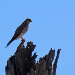 Falco cenchroides (Nankeen Kestrel) at Gordon, ACT - 27 Apr 2021 by RodDeb