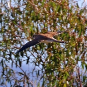 Falco cenchroides at Gordon, ACT - 27 Apr 2021