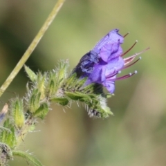 Echium vulgare (Vipers Bugloss) at Rendezvous Creek, ACT - 27 Apr 2021 by RodDeb