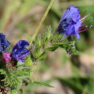 Echium vulgare at Rendezvous Creek, ACT - 27 Apr 2021 12:42 PM