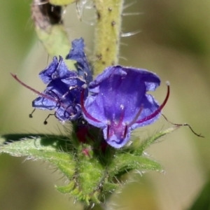 Echium vulgare at Rendezvous Creek, ACT - 27 Apr 2021