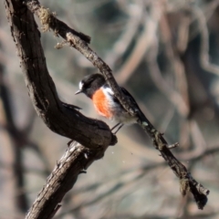 Petroica boodang (Scarlet Robin) at Rendezvous Creek, ACT - 27 Apr 2021 by RodDeb