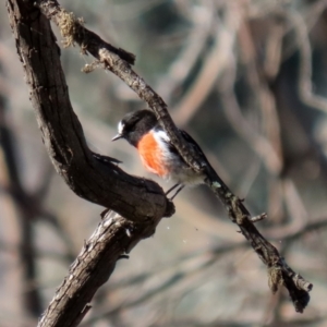 Petroica boodang at Rendezvous Creek, ACT - 27 Apr 2021