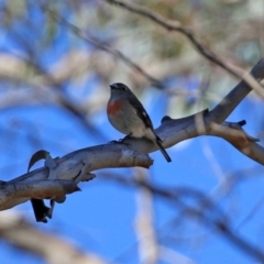 Petroica boodang at Rendezvous Creek, ACT - 27 Apr 2021