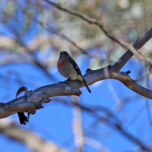 Petroica boodang at Rendezvous Creek, ACT - 27 Apr 2021