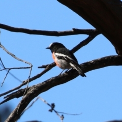 Petroica boodang at Rendezvous Creek, ACT - 27 Apr 2021