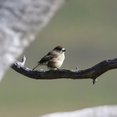 Aphelocephala leucopsis (Southern Whiteface) at Tennent, ACT - 27 Apr 2021 by RodDeb