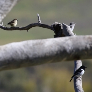 Aphelocephala leucopsis at Tennent, ACT - 27 Apr 2021