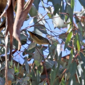 Pardalotus punctatus at Rendezvous Creek, ACT - 27 Apr 2021