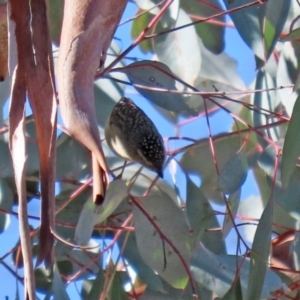 Pardalotus punctatus at Rendezvous Creek, ACT - 27 Apr 2021