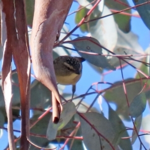 Pardalotus punctatus at Rendezvous Creek, ACT - 27 Apr 2021