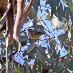 Pardalotus punctatus at Rendezvous Creek, ACT - 27 Apr 2021