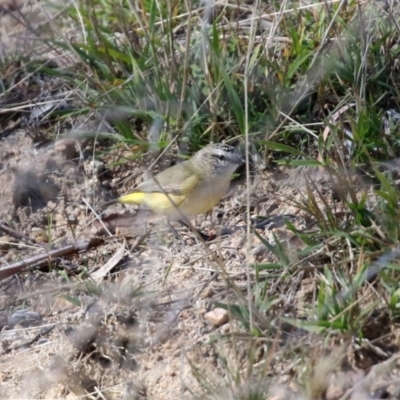 Acanthiza chrysorrhoa (Yellow-rumped Thornbill) at Rendezvous Creek, ACT - 27 Apr 2021 by RodDeb