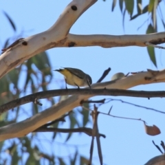 Acanthiza chrysorrhoa at Rendezvous Creek, ACT - 27 Apr 2021