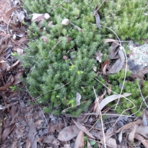 Acrotriche serrulata at Holt, ACT - 27 Apr 2021