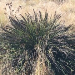 Gahnia subaequiglumis (Bog Saw-sedge) at Paddys River, ACT - 25 Apr 2021 by Ned_Johnston