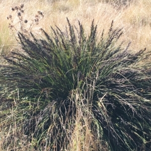 Gahnia subaequiglumis at Paddys River, ACT - 25 Apr 2021