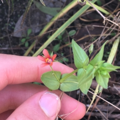 Lysimachia arvensis (Scarlet Pimpernel) at Tennent, ACT - 25 Apr 2021 by Ned_Johnston