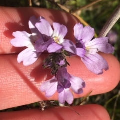 Euphrasia caudata (Tailed Eyebright) at Tennent, ACT - 25 Apr 2021 by NedJohnston