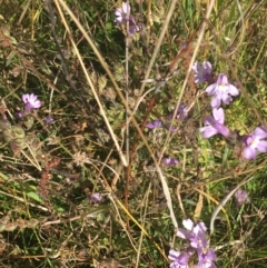 Euphrasia caudata at Tennent, ACT - 25 Apr 2021